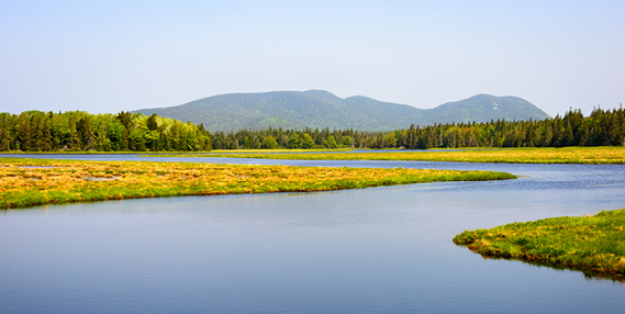 Wetlands