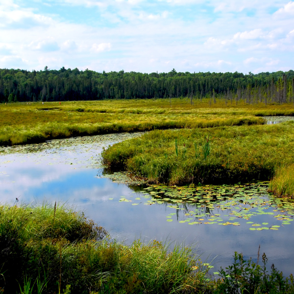 Wetlands