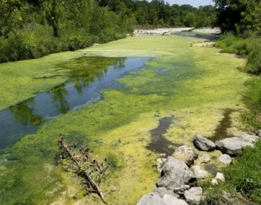 Algae on the San Gabriel River Algae on the San Gabriel River