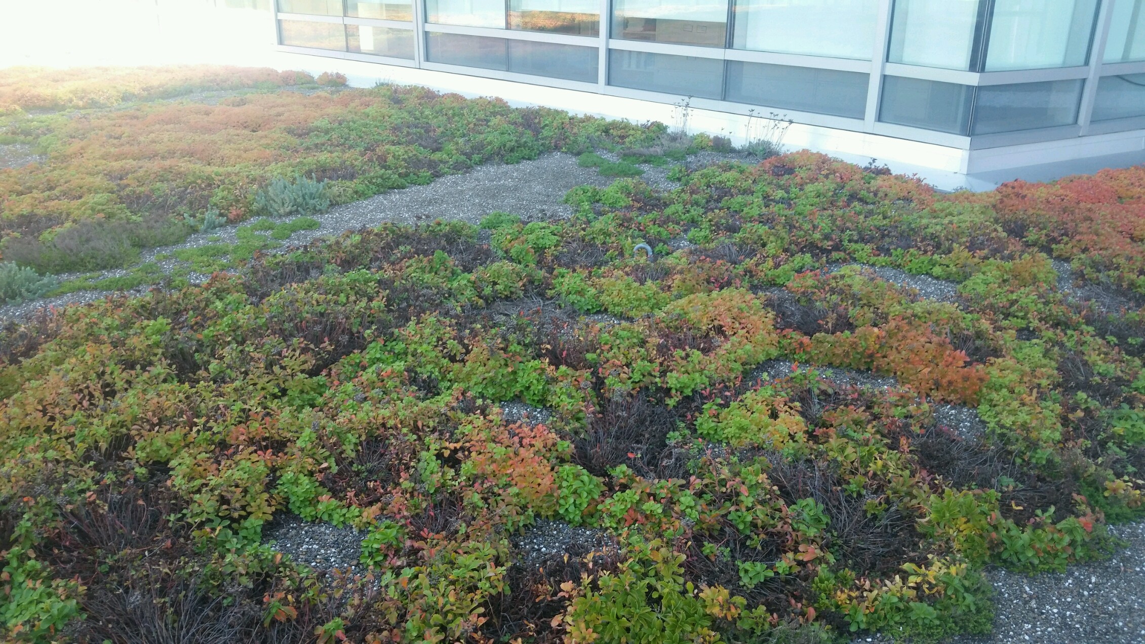 Blue cross roof_green infrastructure_rhode island_photo by David Gerraughty Blue cross roof_green infrastructure_rhode island_photo by David Gerraughty