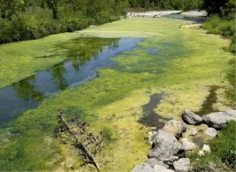 Algal bloom from sewage discharge in the San Gabriel Rvier Algal bloom from sewage discharge in the San Gabriel Rvier