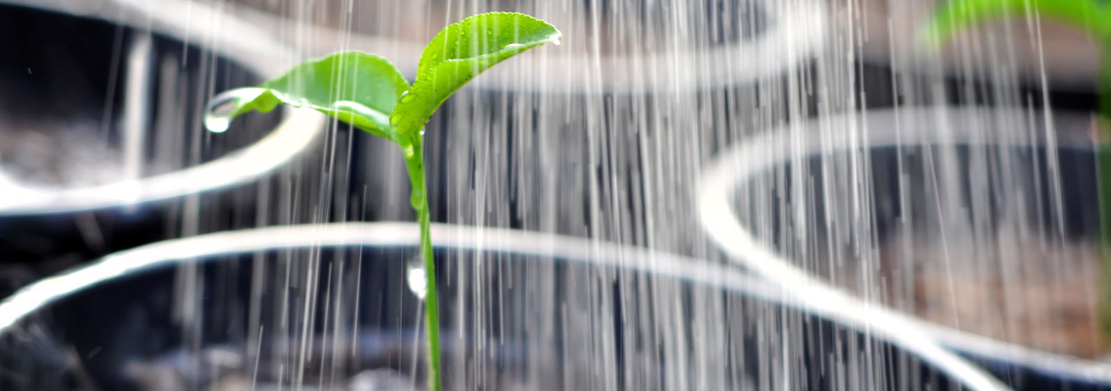 Watering a plant Watering a plant