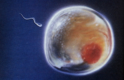 Sperm photo - attributed to ScienceGenetics: https://commons.wikimedia.org/wiki/File:06fertilizado.jpg Sperm photo - attributed to ScienceGenetics: https://commons.wikimedia.org/wiki/File:06fertilizado.jpg