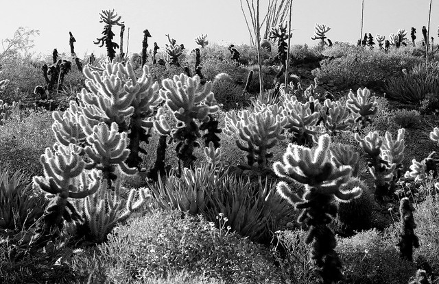 cacti in Anza Borrego Desert State Park cacti in Anza Borrego Desert State Park