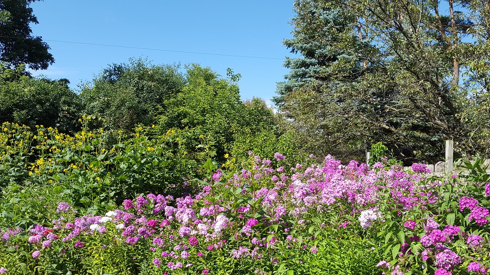Guide to Healthy Lawns and Gardens for Clean Water A garden