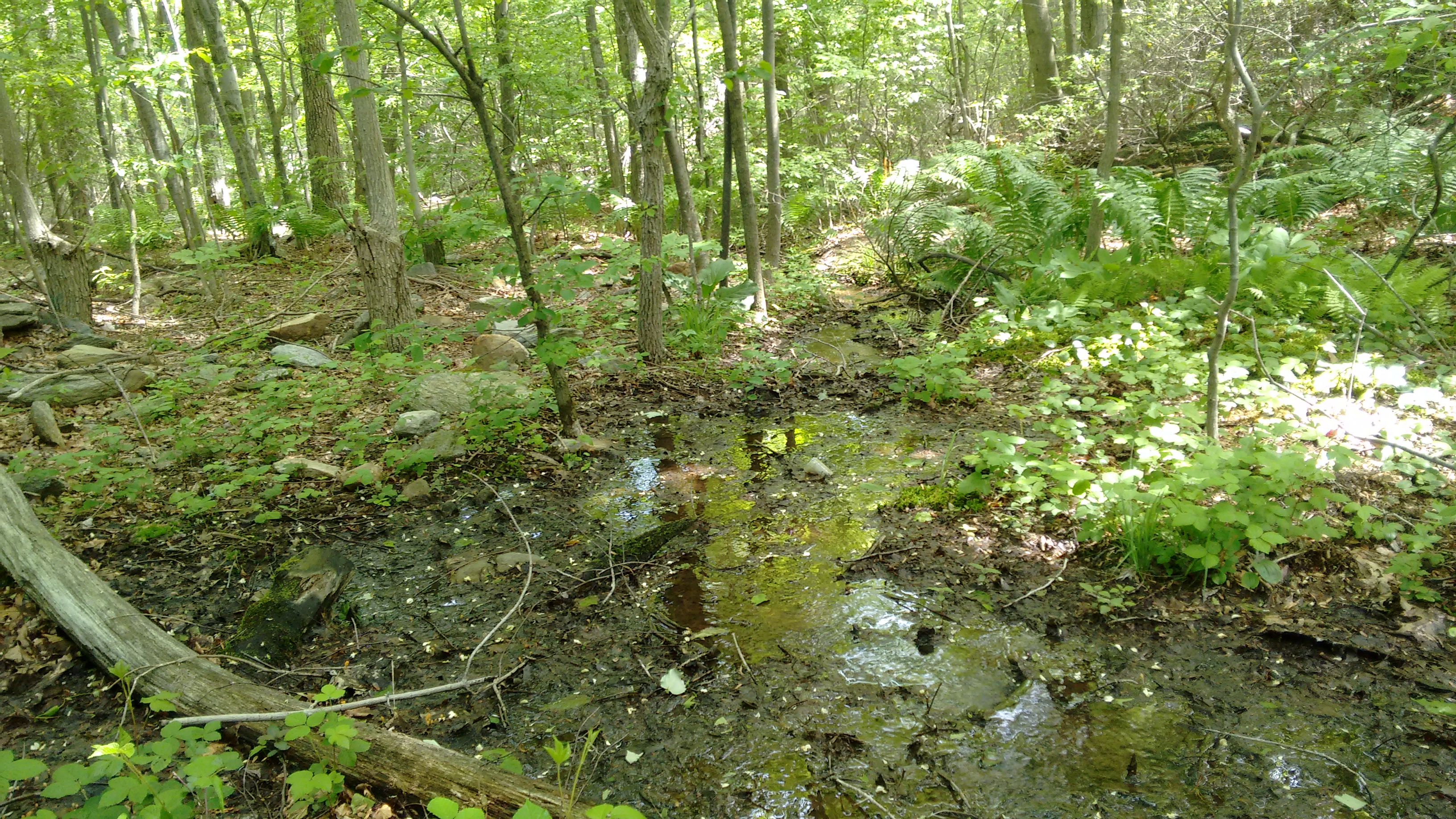 A stream surrounded by trees in the Frederick Municipal Forest A stream surrounded by trees in the Frederick Municipal Forest