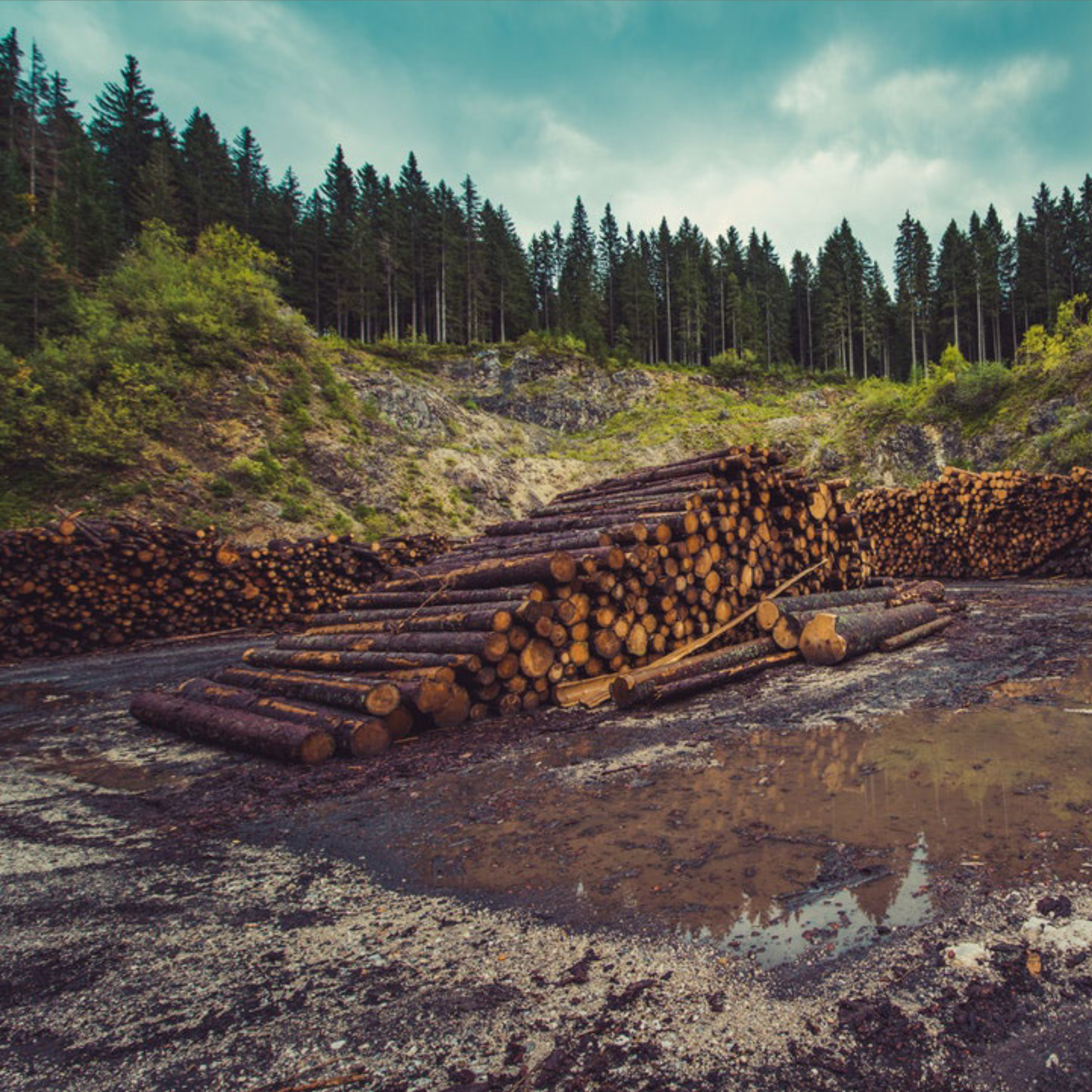ReThink Disposable_Trees_Blog_Adobe Spark Image ReThink Disposable_Trees_Blog_Adobe Spark Image