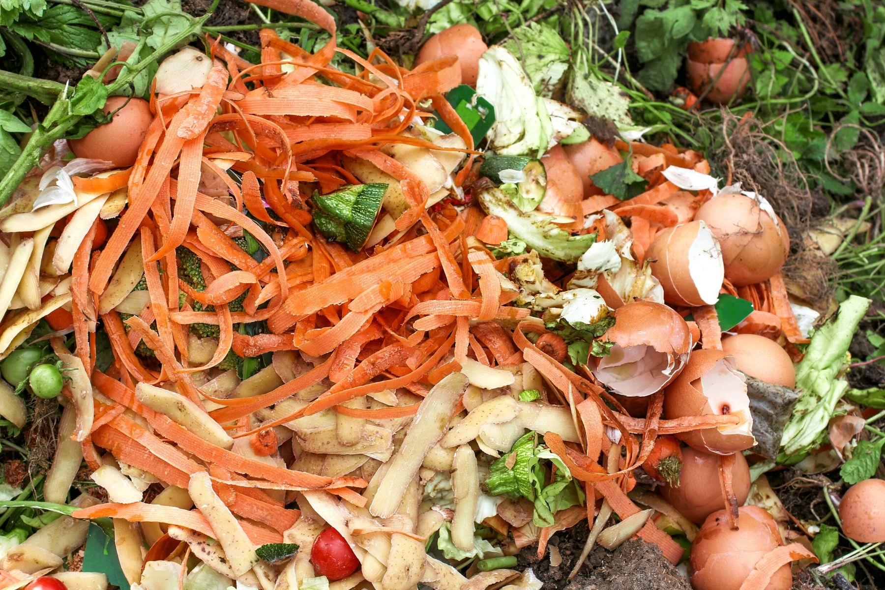 NJ_Food Waste Source: Canva NJ_Food Waste Source: Canva
