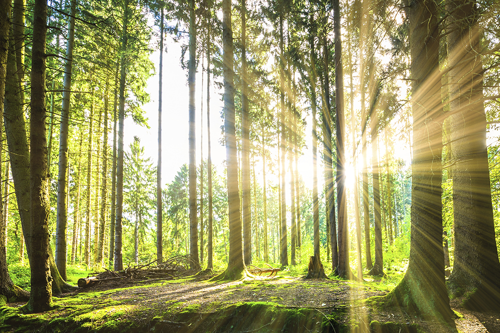 Forest with sunshine, photo: istock Forest with sunshine, photo: istock