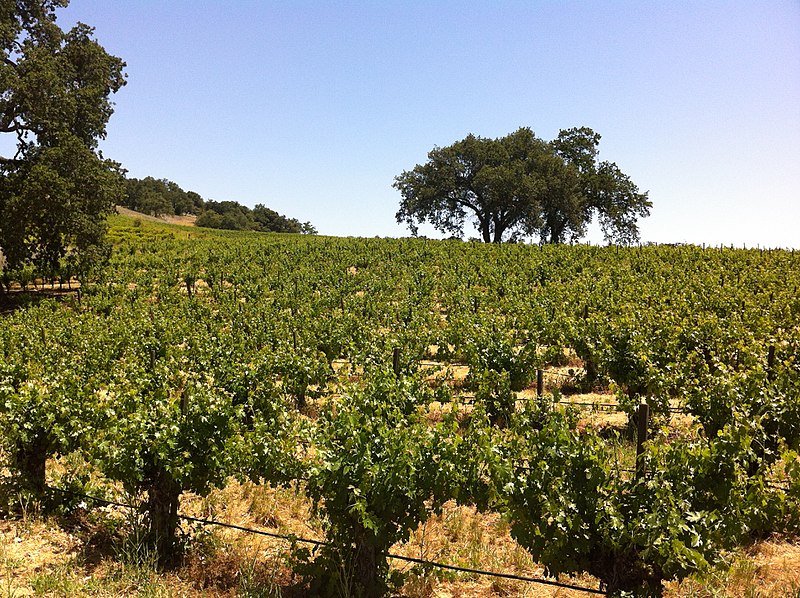 vineyard in Paso Robles vineyard in Paso Robles