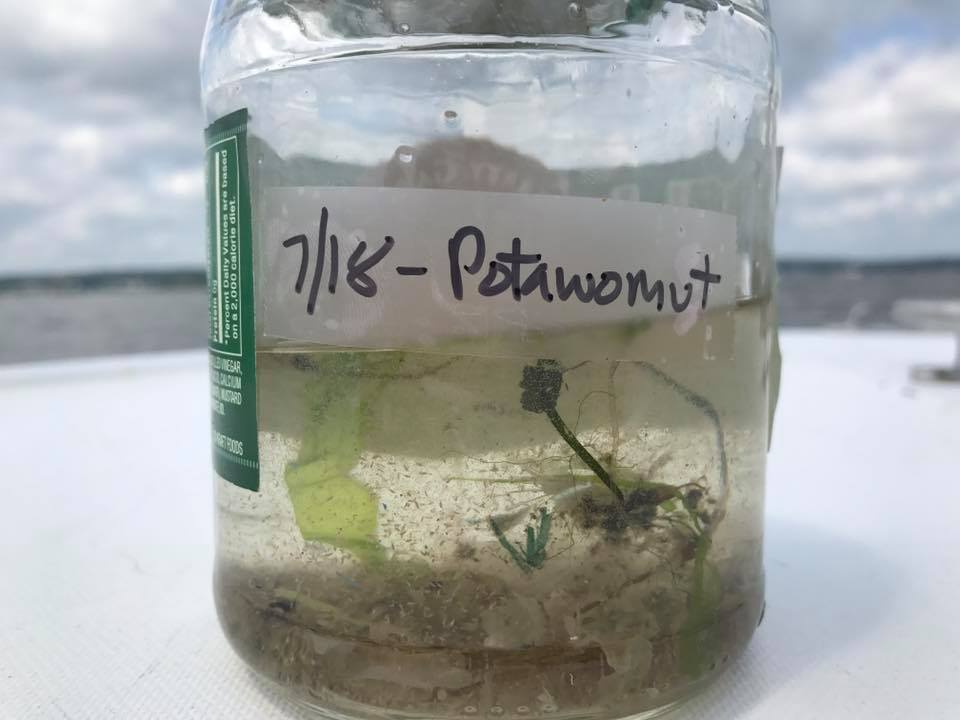 One of our samples from the trash trawl One of our samples from the trash trawl