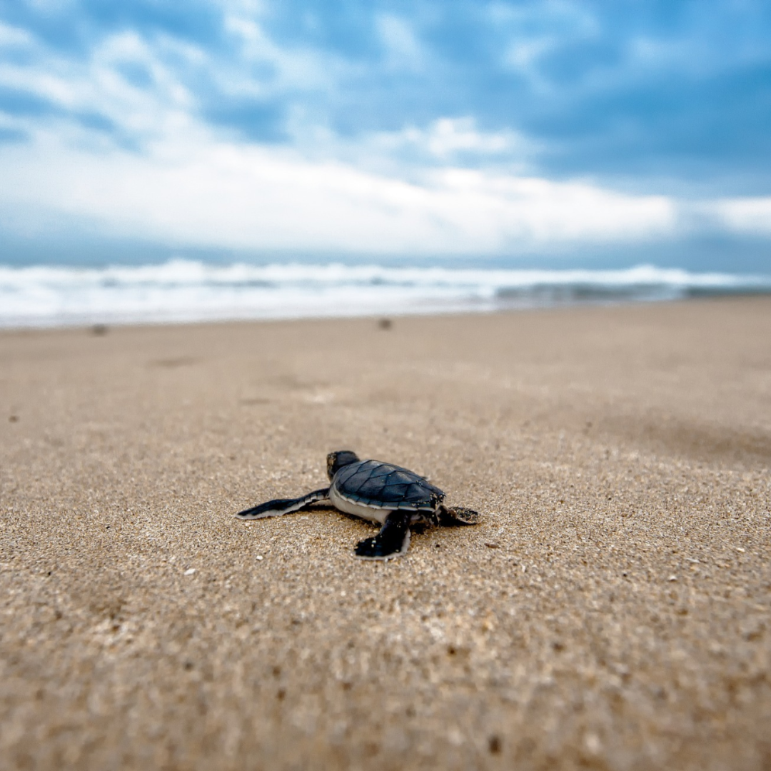 ReThinkDisposable_Sea Turtle_Adobe Spark (1).png ReThinkDisposable_Sea Turtle_Adobe Spark (1).png