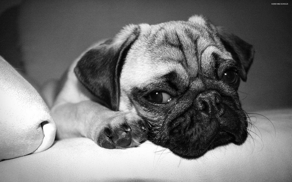 Sad puppy / flickr 53911972@N03 cc Sad puppy / flickr 53911972@N03 cc