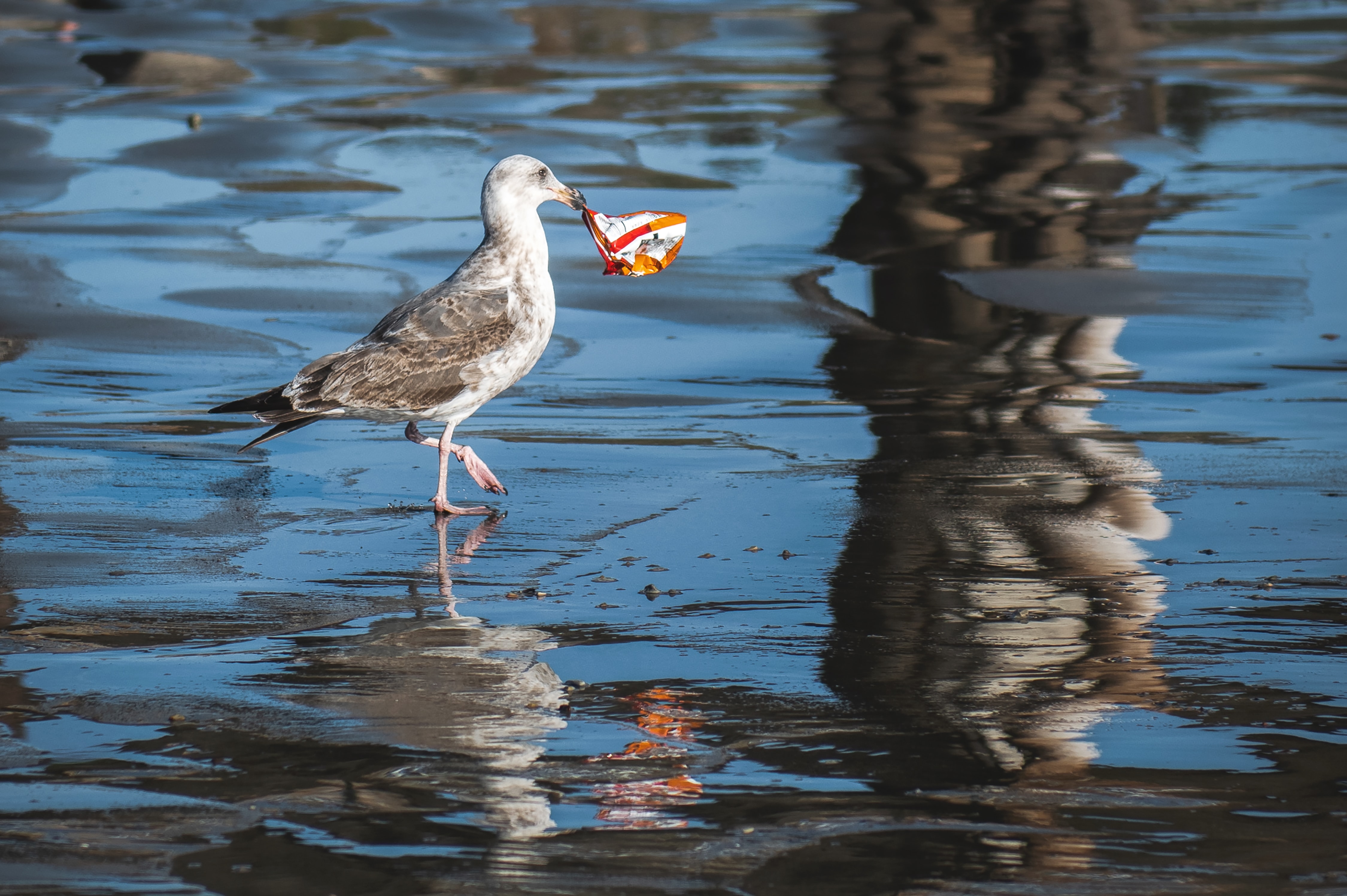 Rethink Disposable-Plastic-Pollution-tim-mossholder-via unsplash Rethink Disposable-Plastic-Pollution-tim-mossholder-via unsplash