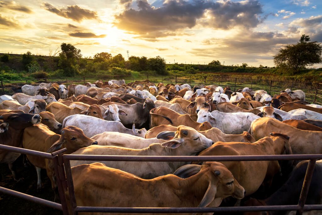 Keep Antibiotics Effective! Cows in a crowded outdoor pen at sunset