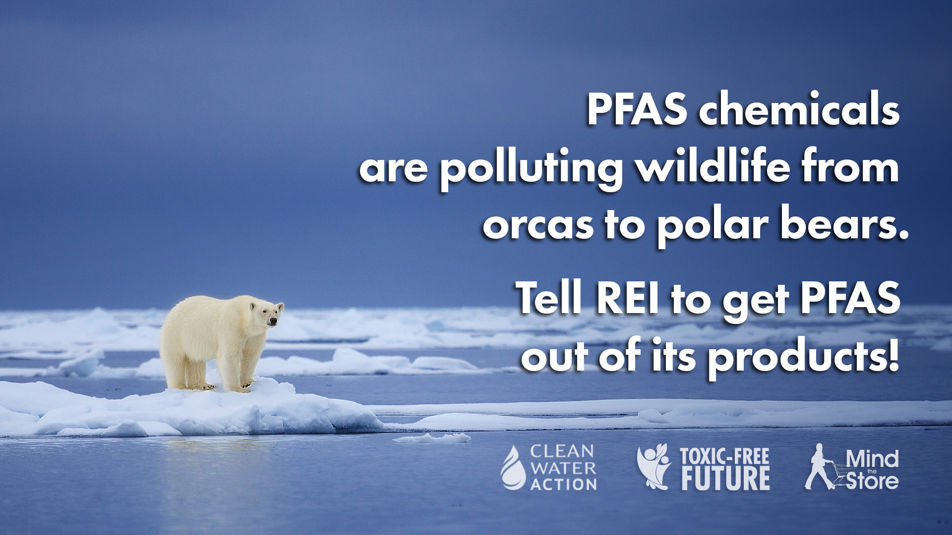 PFAS chemicals - toxic free future - rei campaign - image of polar bear on ice PFAS chemicals - toxic free future - rei campaign image of polar bear on ice