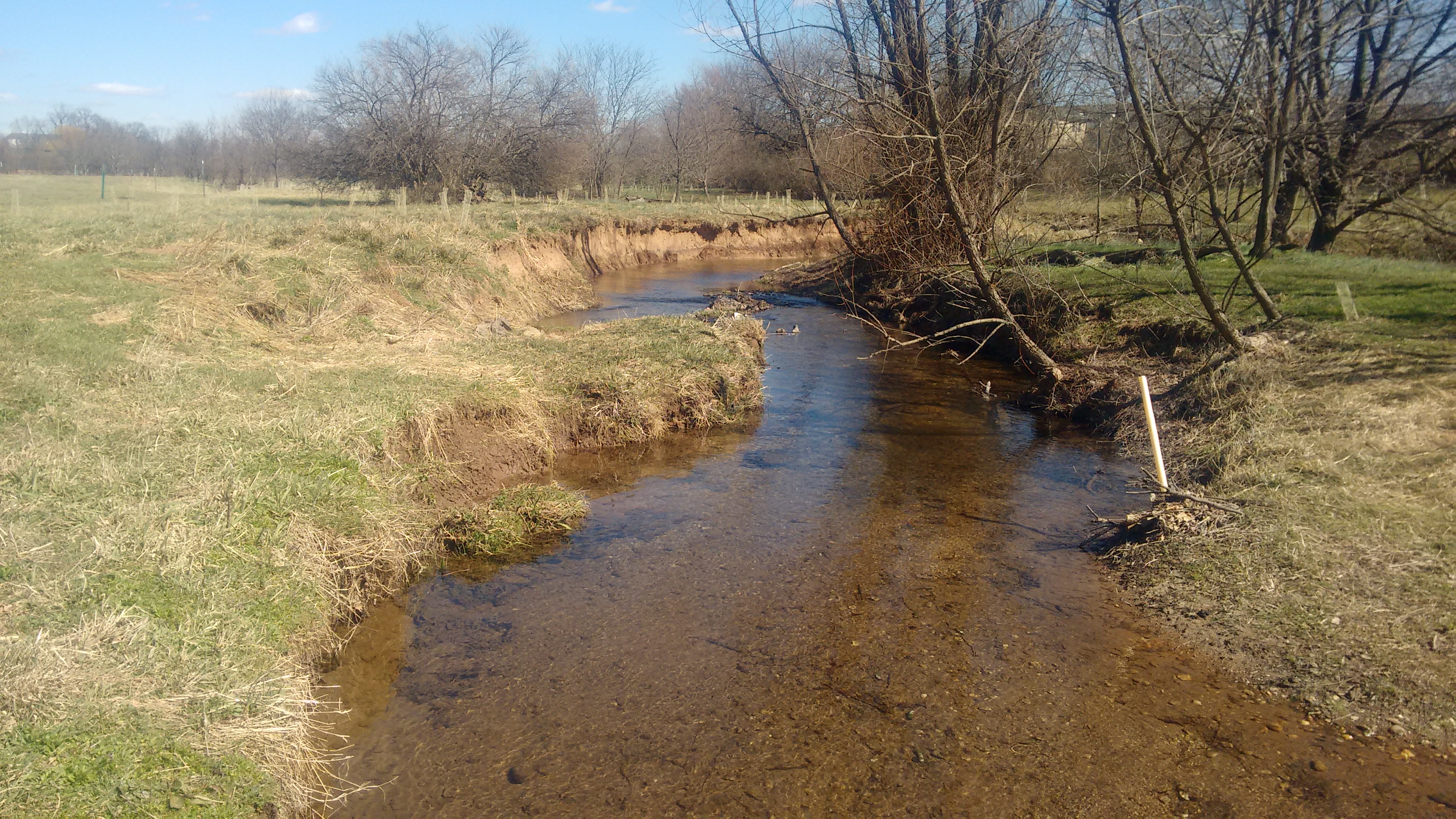 Little Tuscarora Creek A picture of Little Tuscarora Creek in Frederick County. The banks are slightly eroded. Several mature trees are leaning over toward the water on the left, while newly-planted trees are on the right.