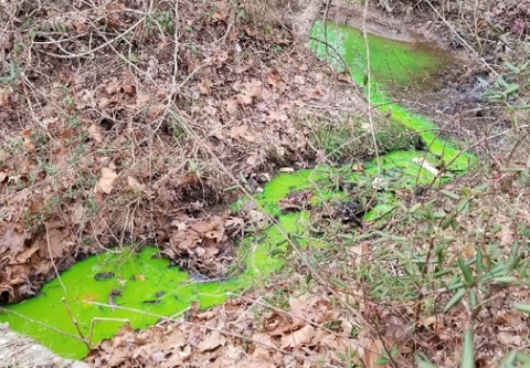 A stream flows green through a wooded area, indicating a leak during a dye test. A stream flows green through a wooded area, indicating a leak during a dye test.