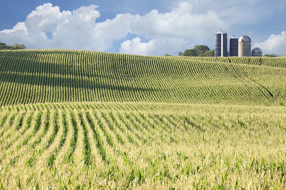 Farm Field Farm Field