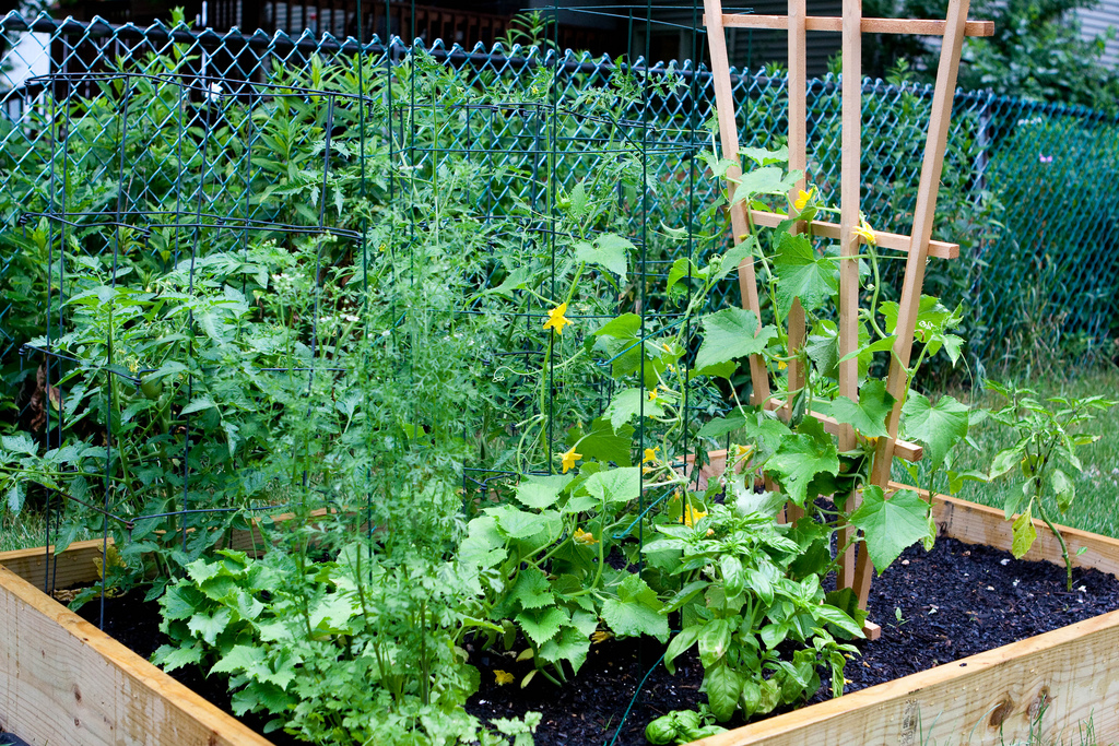 Garden / photo: flickr.com/mugsy CC Garden / photo: flickr.com/mugsy CC