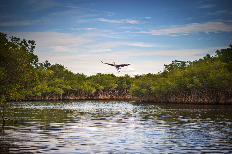 Blue Heron taking flight over a lake. Photo credit: shaferaphoto / Shutterstock Blue Heron taking flight over a lake. Photo credit: shaferaphoto / Shutterstock