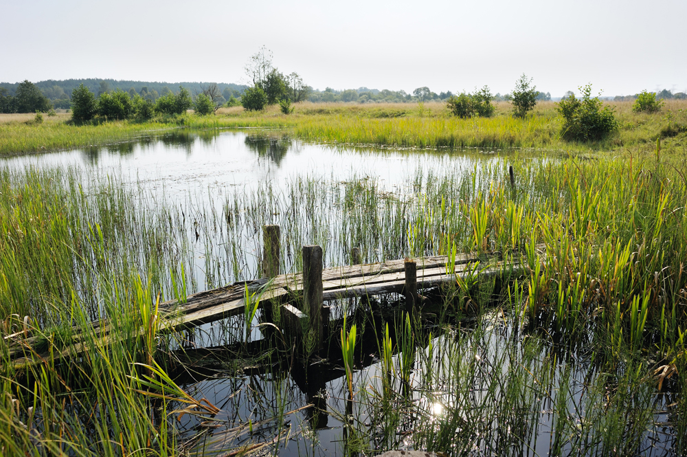 Wetlands Wetlands
