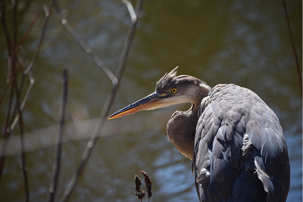 Heron