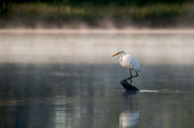 Heron on James River. Photo credit: dmvphotos / Shutterstock Heron on James River. Photo credit: dmvphotos / Shutterstock