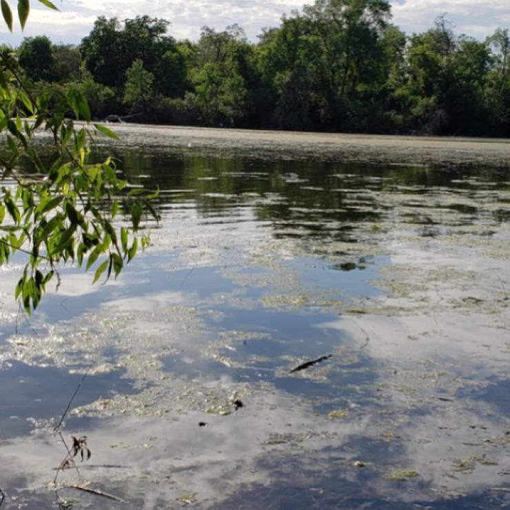 Algal bloom on lake Algal bloom on lake