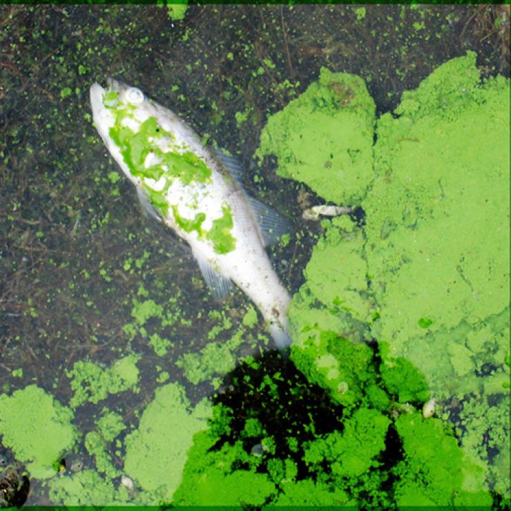 Dead fish, algal outbreak Dead fish, algal outbreak