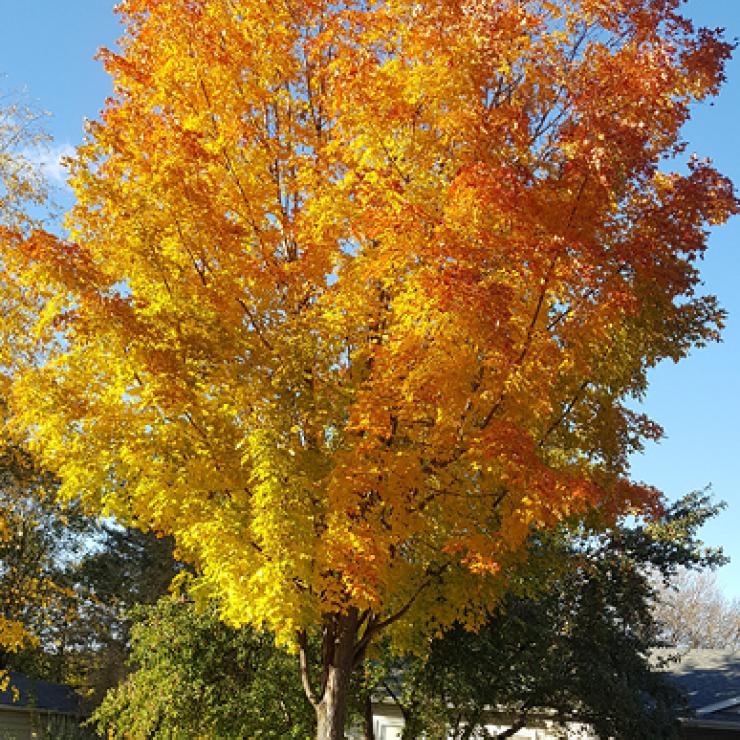 Maple tree Maple tree