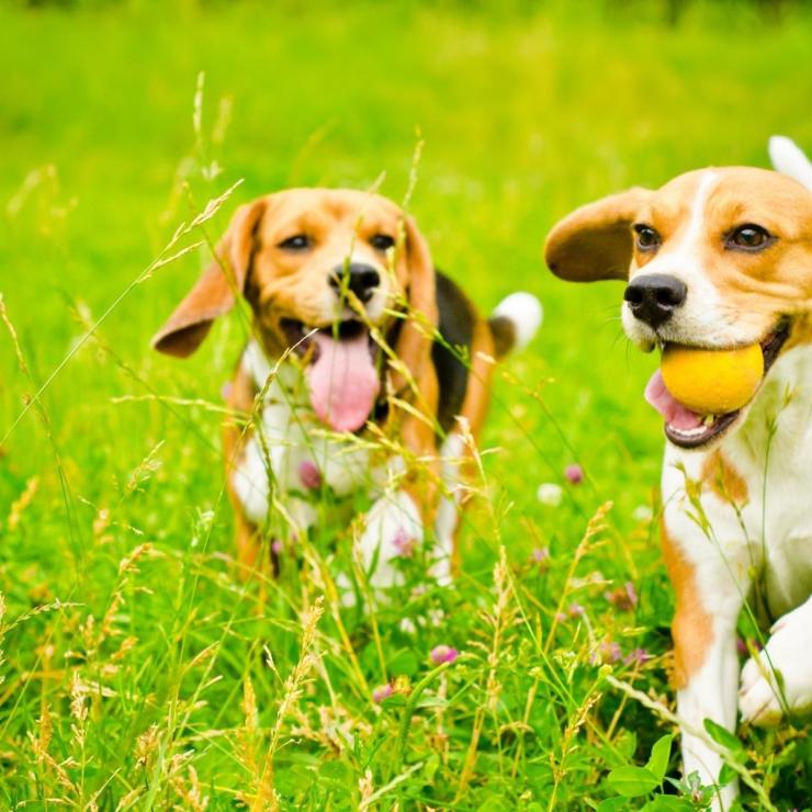 Pesticide_Dog_Grass_Canva.jpg