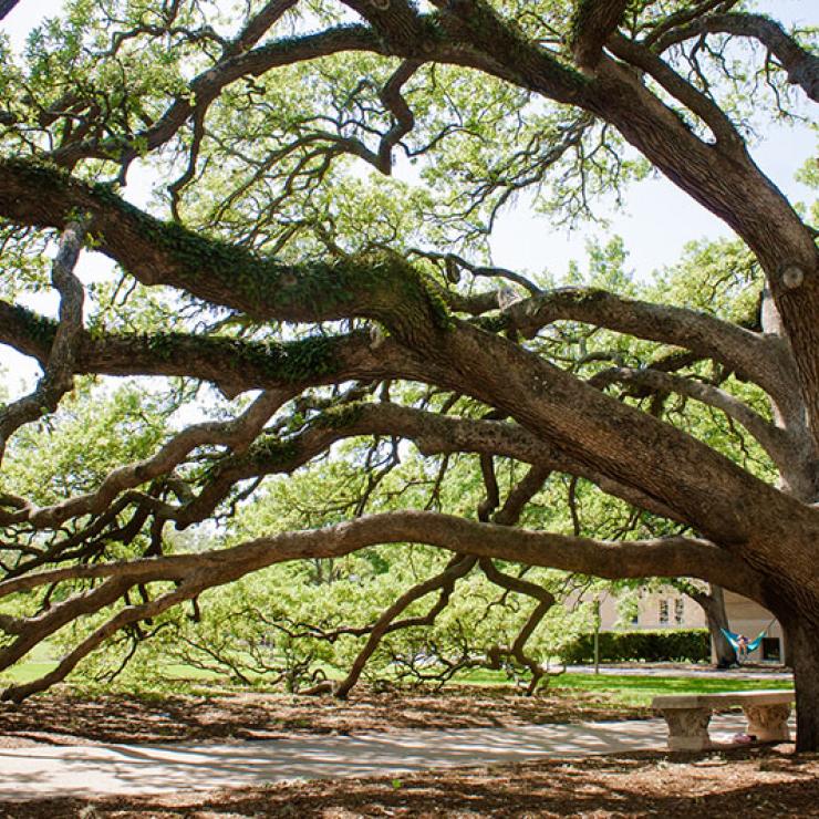 Take action to protect trees / photo: Century Tree at Texas A&M, flickr.com/derekbruff (CC BY-NC 2.0) Take action to protect trees / photo: Century Tree at Texas A&M, flickr.com/derekbruff (CC BY-NC 2.0)