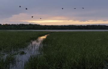 Manoomin/Wild Rice.