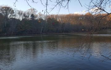 forest along water