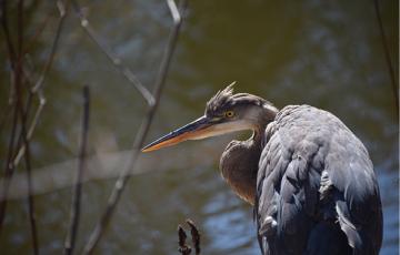 Heron