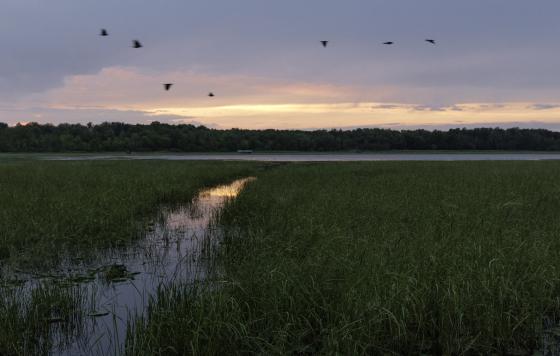 Manoomin/Wild Rice.