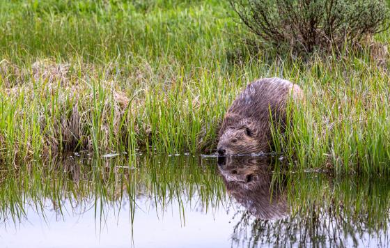 Beaver