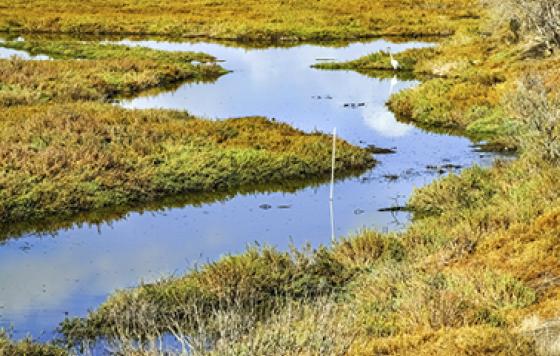 Wetlands