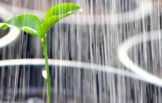Watering a plant