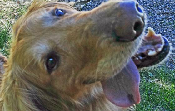 Woodie -- a dog!