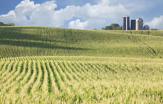 Farm Field