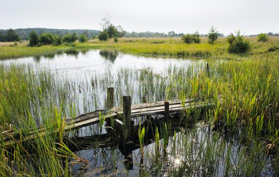 Wetlands